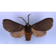 /filer/webapps/moths/media/images/F/fuliginosa_Metarctia_HT_RMCA_03.jpg