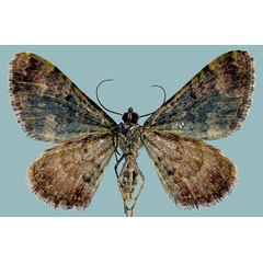 /filer/webapps/moths/media/images/T/tepescens_Mimoclystia_AF_ZSMb.jpg