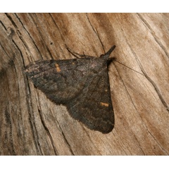 /filer/webapps/moths/media/images/N/nigripalpis_Naarda_A_Roland_01.jpg