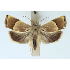 /filer/webapps/moths/media/images/A/arsisceles_Imma_AM_TMSA.jpg