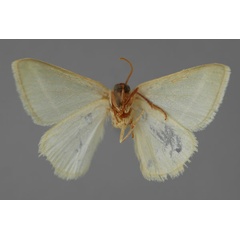 /filer/webapps/moths/media/images/X/xanthostephana_Mixocera_A_ZSM_02.jpg