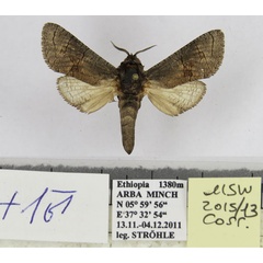 /filer/webapps/moths/media/images/L/lalibela_Camellocossus_HT_Yakovlev.jpg