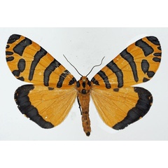 /filer/webapps/moths/media/images/P/pactolicus_Amphicallia_AM_Basquin_01.jpg