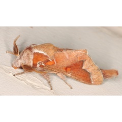 /filer/webapps/moths/media/images/J/jansei_Streblote_A_Heyns_01.jpg