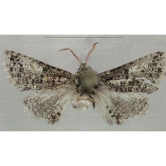 /filer/webapps/moths/media/images/P/punctana_Teragra_PT_MfN.jpg