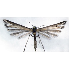 /filer/webapps/moths/media/images/S/sochivkoi_Platyptilia_PT_BMNH.jpg