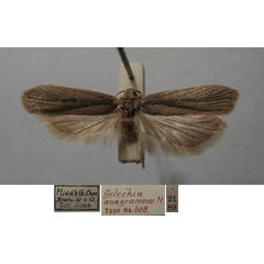 /filer/webapps/moths/media/images/A/anagramma_Gelechia_MHT_TMSA.jpg