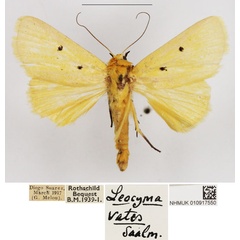 /filer/webapps/moths/media/images/A/appollinis_Leocyma_AM_NHMUK_02.jpg