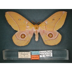 /filer/webapps/moths/media/images/K/kafubuensis_Nudaurelia_HT_RMCA_01.jpg