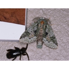 /filer/webapps/moths/media/images/I/interpellatrix_Desmeocraera_A_Roland_05.jpg