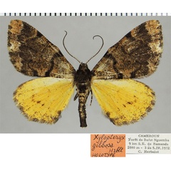 /filer/webapps/moths/media/images/G/gibbosa_Xylopteryx_HT_ZSMa.jpg