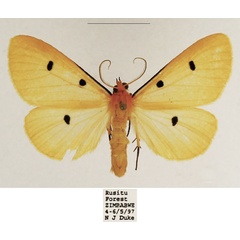 /filer/webapps/moths/media/images/T/tripunctata_Soloe_AM_TMSA.jpg