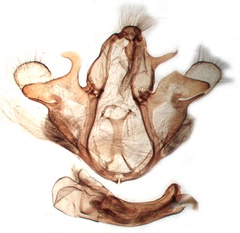 /filer/webapps/moths/media/images/A/afrocculta_Grammodes_GMHT_BMNH_1544.jpg