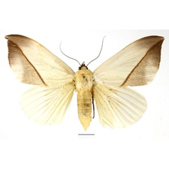 /filer/webapps/moths/media/images/L/leucochiton_Hypopyra_AF_Basquin_01.jpg