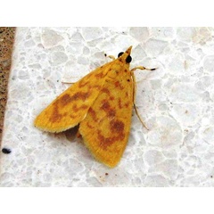 /filer/webapps/moths/media/images/O/olesialis_Pioneabathra_A_Goff_01.jpg