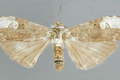 Thacona leucopera