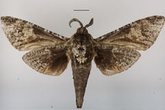 Macrocossus toluminus