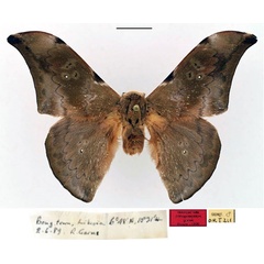 /filer/webapps/moths/media/images/G/garmsi_Orthogonioptilum_HT_RBINS_01.jpg