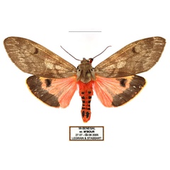 /filer/webapps/moths/media/images/I/irregularis_Teracotona_AF_Legrain.jpg