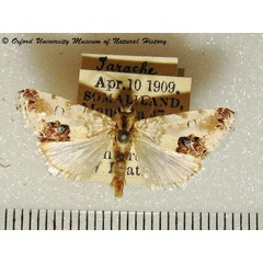 /filer/webapps/moths/media/images/O/opalinoides_Acontia_A_OUMNH.jpg