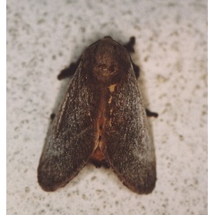 /filer/webapps/moths/media/images/I/intermissa_Latoia_A_Roland_09_2.jpg