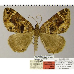 /filer/webapps/moths/media/images/C/camerunica_Ecpetala_HT_ZSMa.jpg