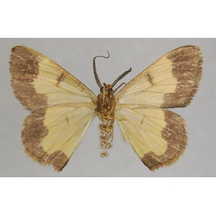 /filer/webapps/moths/media/images/C/clavigera_Zamarada_PTM_ZSMb.jpg
