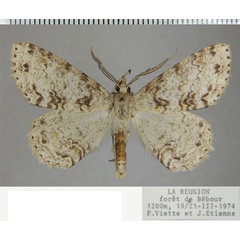 /filer/webapps/moths/media/images/T/terebraria_Ascotis_AM_ZSM_01.jpg