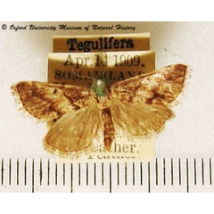 /filer/webapps/moths/media/images/N/nigricinctalis_Zitha_A_OUMNH_01.jpg