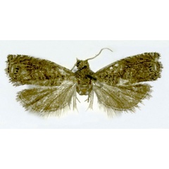 /filer/webapps/moths/media/images/N/nsukkana_Fulcrifera_HT_ZMJU.jpg