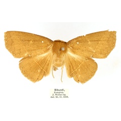 /filer/webapps/moths/media/images/A/albilinea_Ugia_AF_TMSA_cjSQkG1.jpg