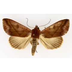 /filer/webapps/moths/media/images/X/xylina_Hypanua_AM_TMSA_02.jpg