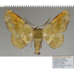 /filer/webapps/moths/media/images/P/percnopus_Euexia_AM_ZSM_01a.jpg