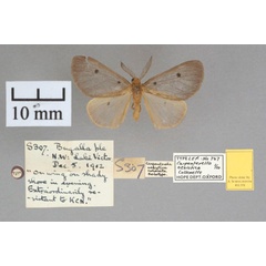 /filer/webapps/moths/media/images/N/nesiotica_Carpenterella_PT_OUMNHa_01.jpg