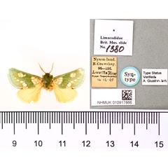 /filer/webapps/moths/media/images/P/prasina_Taeda_STM_BMNH.jpg