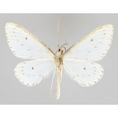 /filer/webapps/moths/media/images/B/biokoensis_Derambila_HT_ZSM_02.jpg