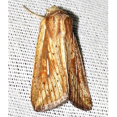 /filer/webapps/moths/media/images/U/ustata_Mythimna_A_Braun_16.jpg