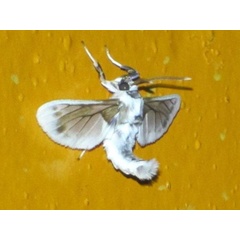 /filer/webapps/moths/media/images/V/vitrina_Neophemula_A_Stanton.jpg
