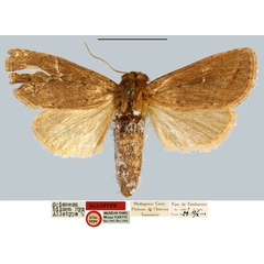 /filer/webapps/moths/media/images/B/biluma_Sciomesa_AT_MNHN.jpg