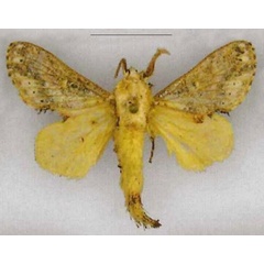 /filer/webapps/moths/media/images/H/haribda_Odontocheilopteryx_PTM_Kuehne.jpg
