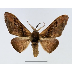 /filer/webapps/moths/media/images/F/fasciata_Gongropteryx_AM_TMSA_02.jpg