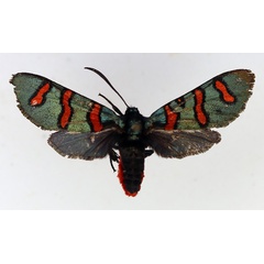 /filer/webapps/moths/media/images/Z/zambesina_Arniocera_AF_TMSA_02.jpg