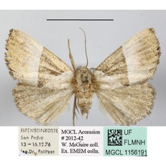 /filer/webapps/moths/media/images/T/trigonica_Neonegeta_A_MGCLa_01.JPG