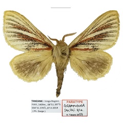 /filer/webapps/moths/media/images/S/smithi_Grammodora_PTF_Basquin.jpg