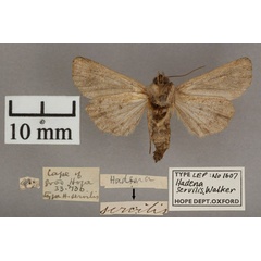 /filer/webapps/moths/media/images/S/servilis_Hadena_HT_OUMNH_02.jpg