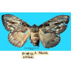 /filer/webapps/moths/media/images/W/wahlbergi_Craspia_HT_SNHMa.jpg
