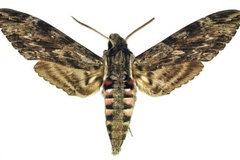 Agrius convolvuli
