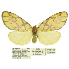 /filer/webapps/moths/media/images/C/chuquelae_Tumicla_HT_ANHRT.jpg