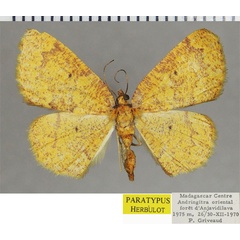 /filer/webapps/moths/media/images/P/polymorpha_Steganomima_PTF_ZSM_01.jpg