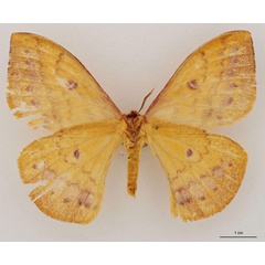 /filer/webapps/moths/media/images/U/upembana_Tagoropsiella_AT_RBINS_02.jpg